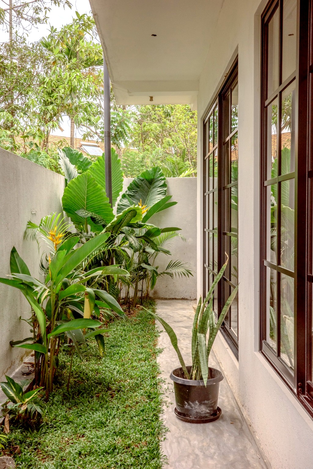 Casa side courtyard · banana palms and potted snake plant