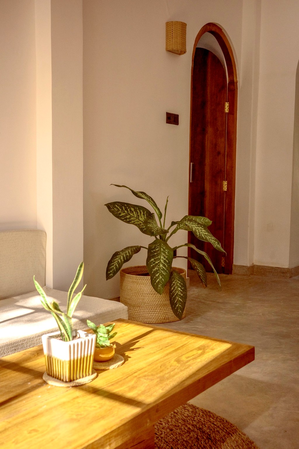 Casa living room · coffee table and succulent in the afternoon sun