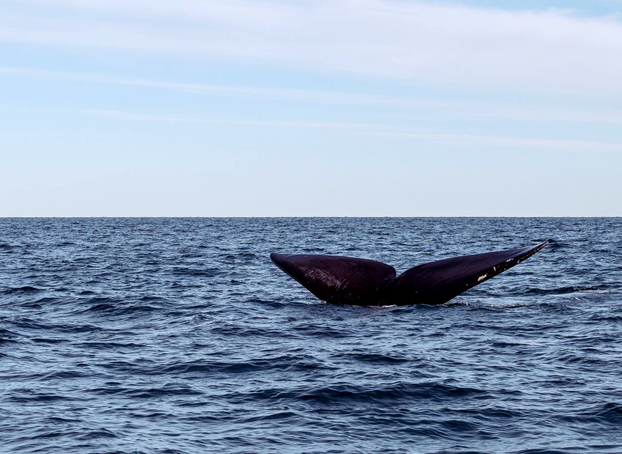 A blue whale surfacing off Mirissa
