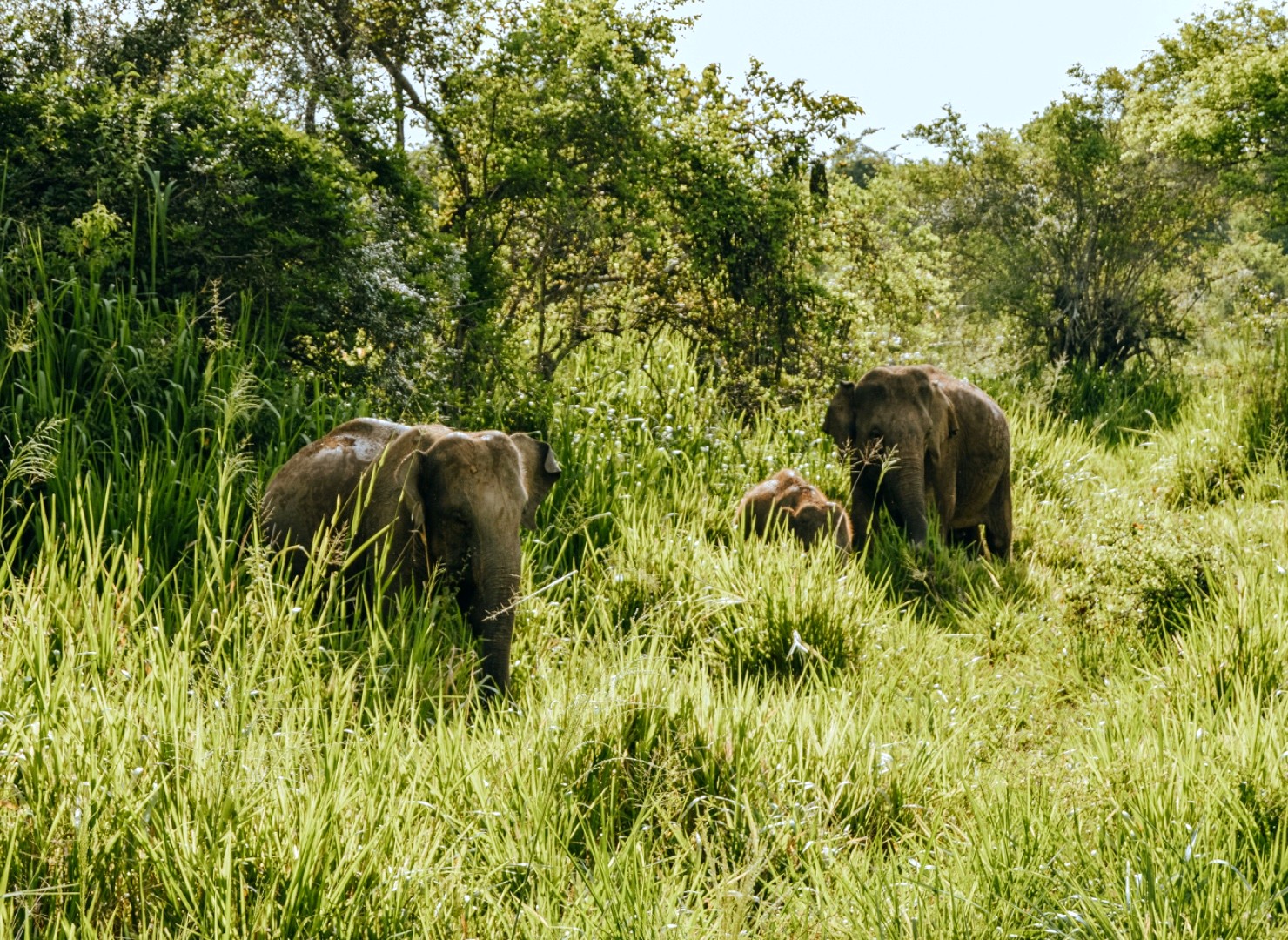 Yala safari.